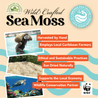 Sea Moss (Wildcrafted)